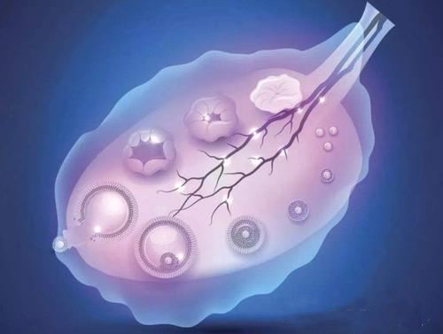 泰国三代试管婴儿有哪些因素会影响胚胎质量？